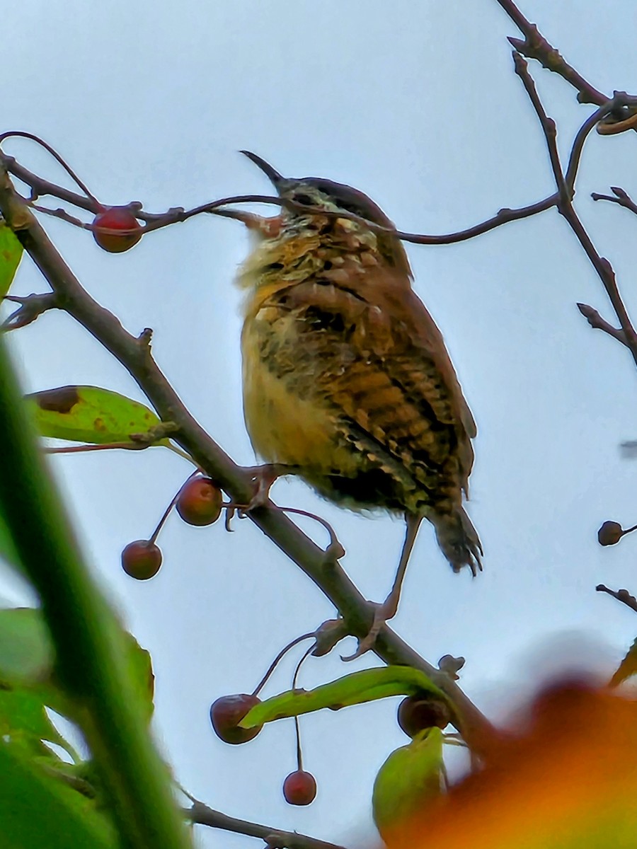 Carolina Wren - ML624173984