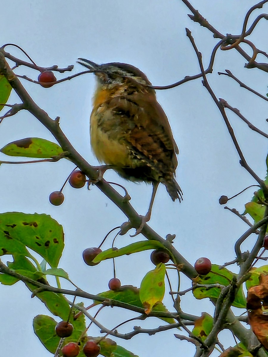 Carolina Wren - ML624173985