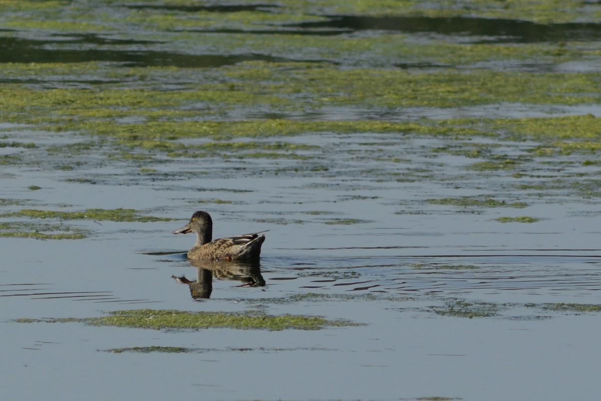 Northern Shoveler - ML624173986