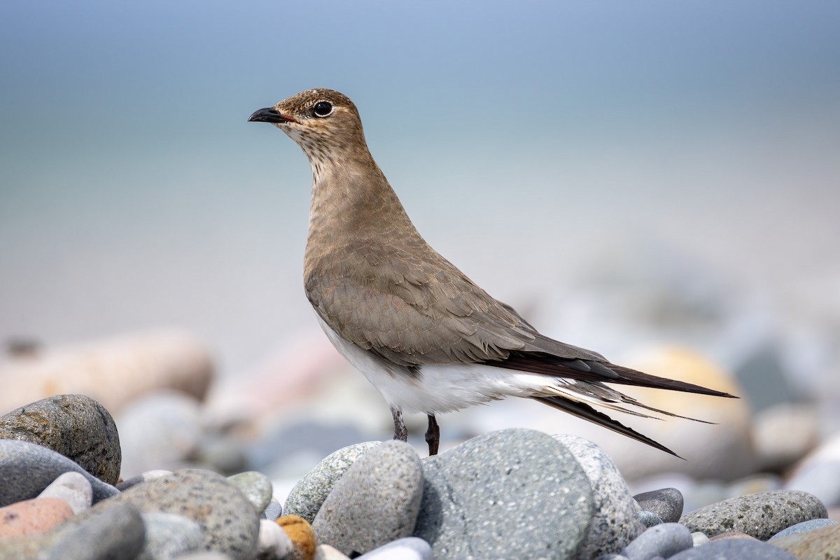 Black-winged Pratincole - ML624174000