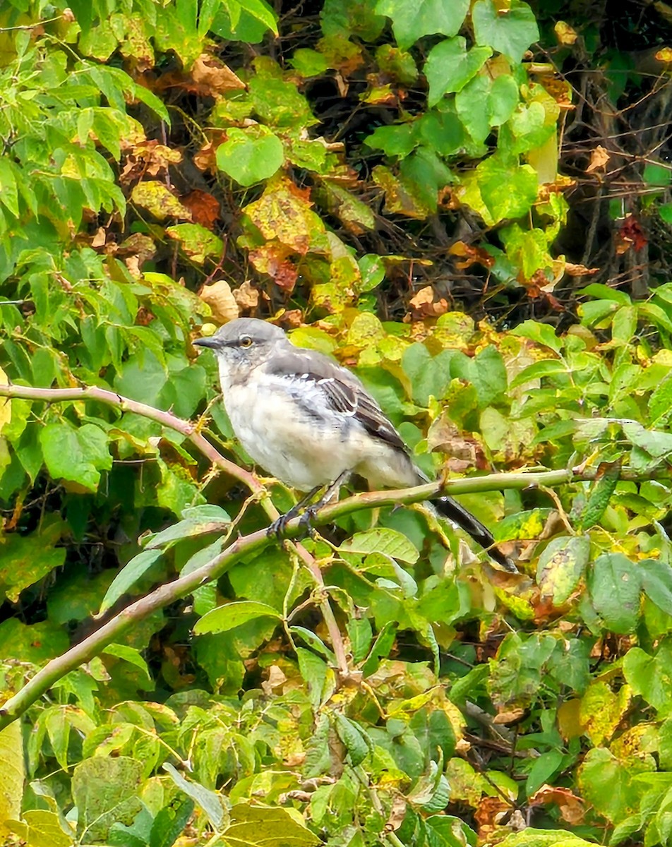 Northern Mockingbird - ML624174003