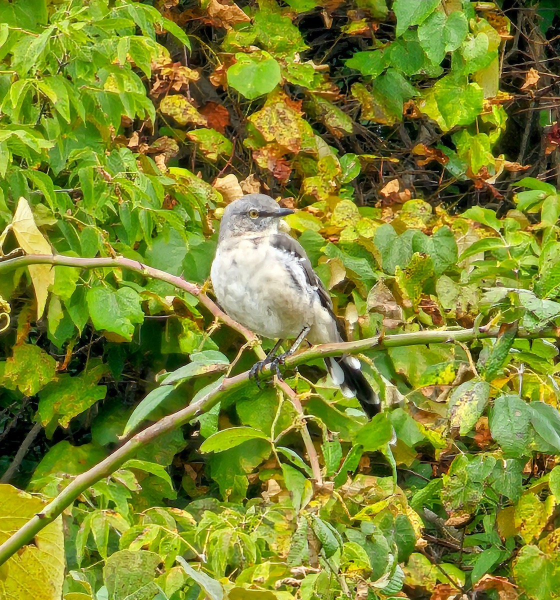 Northern Mockingbird - ML624174004