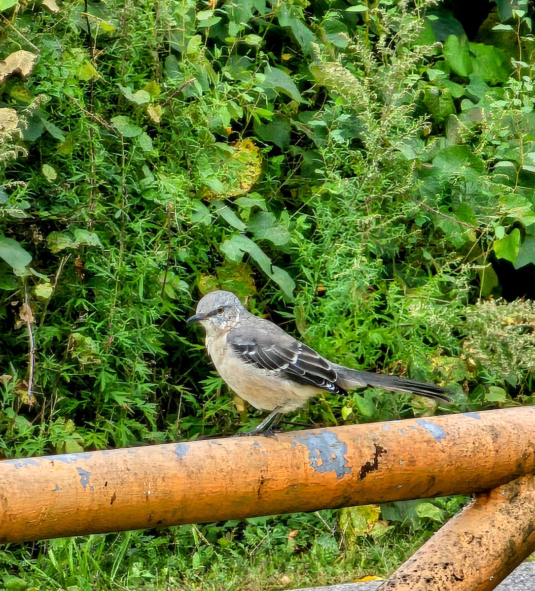 Northern Mockingbird - ML624174005