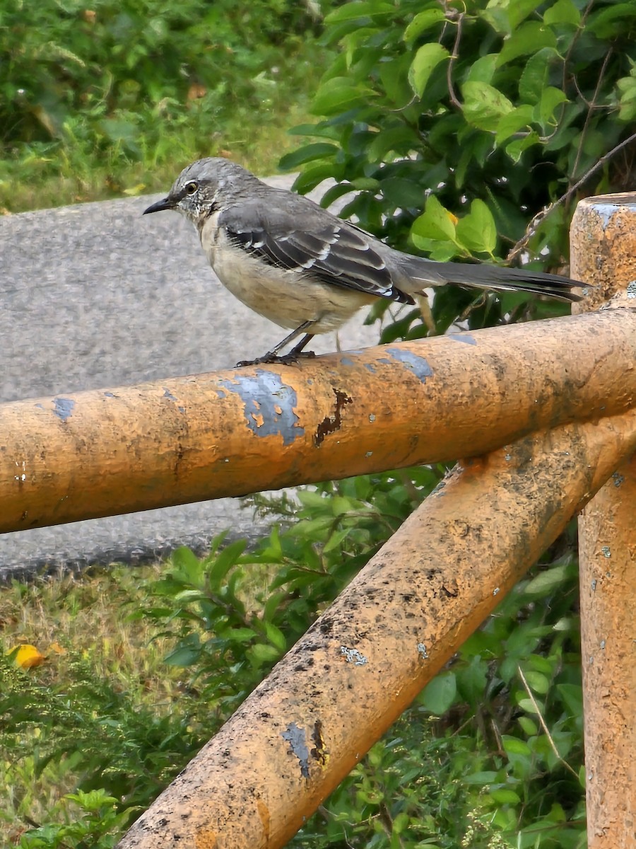 Northern Mockingbird - ML624174006