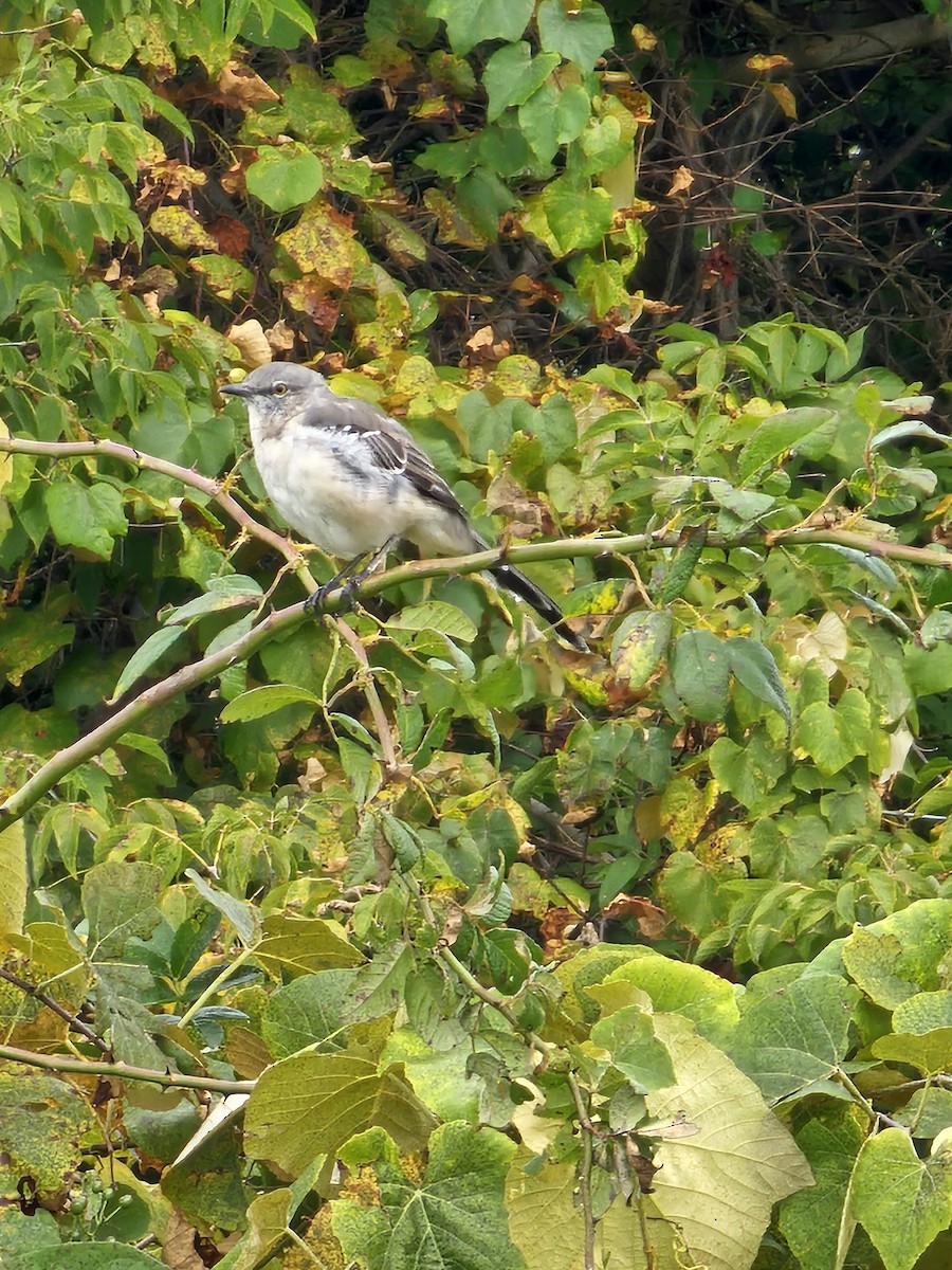 Northern Mockingbird - ML624174007