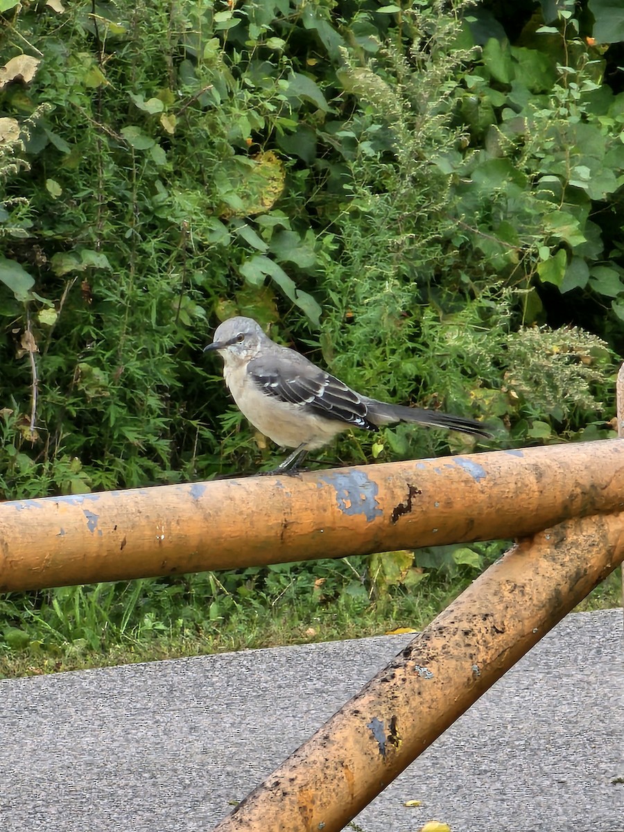 Northern Mockingbird - ML624174008