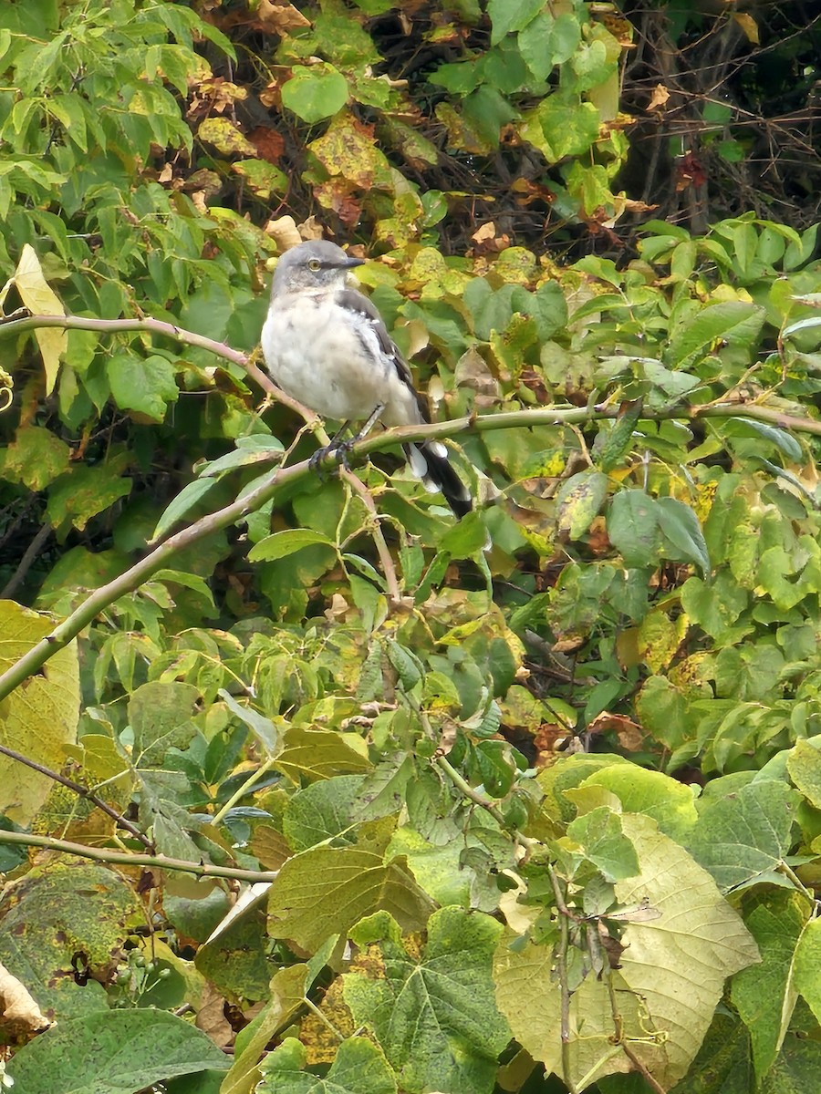 Northern Mockingbird - ML624174009