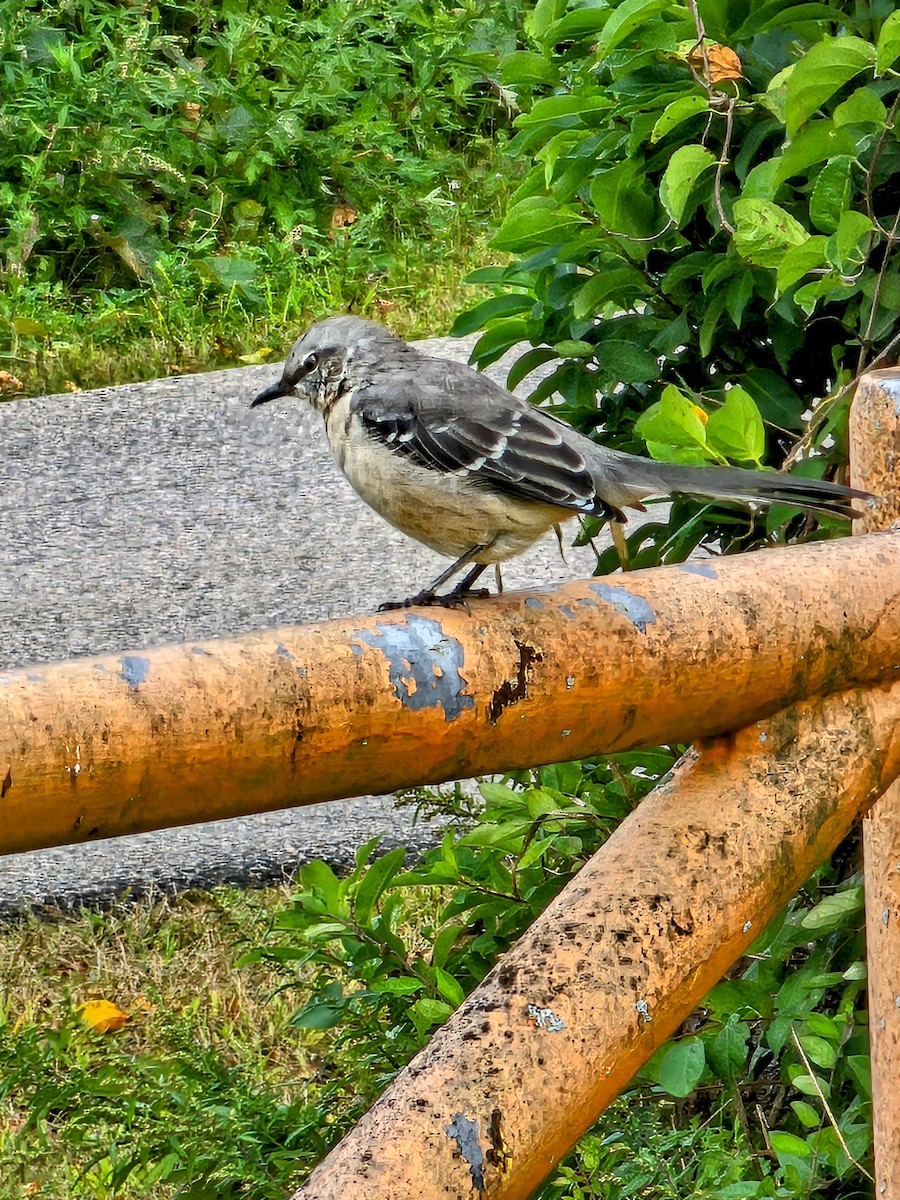 Northern Mockingbird - ML624174010