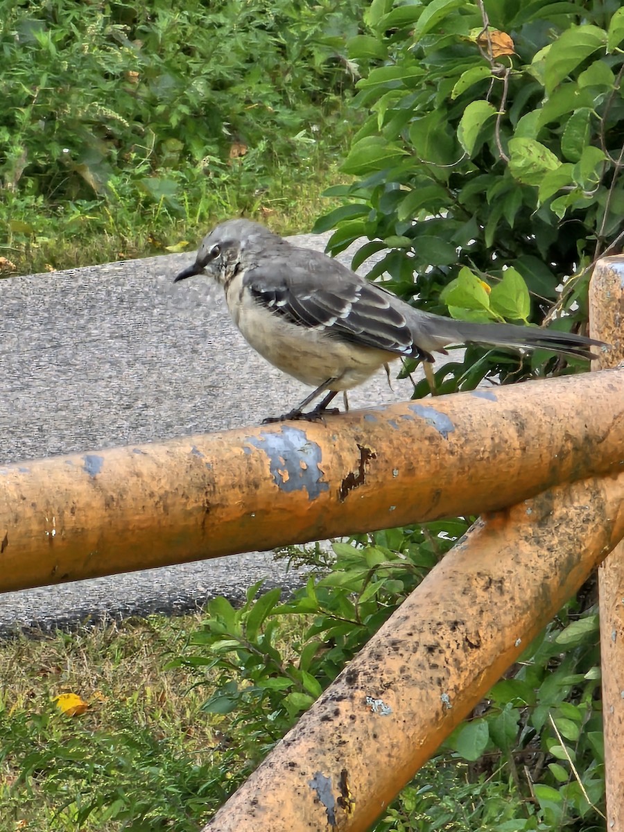 Northern Mockingbird - ML624174011