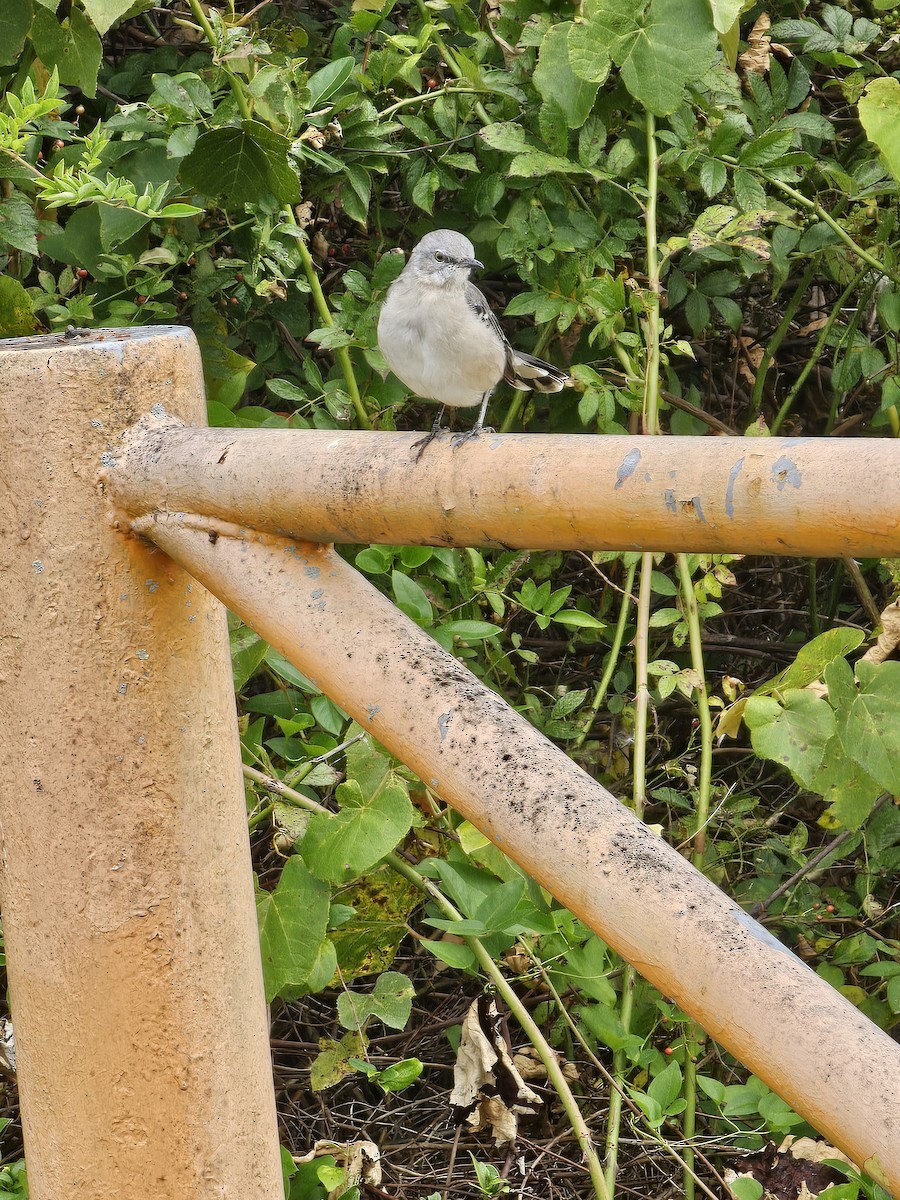 Northern Mockingbird - ML624174012