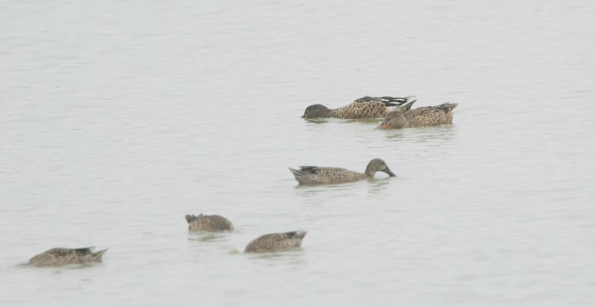 Northern Shoveler - ML624174023