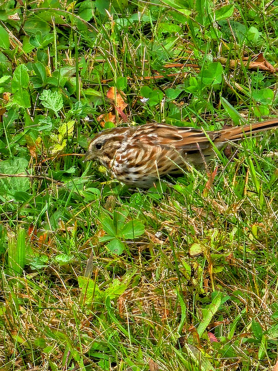 Song Sparrow - ML624174029