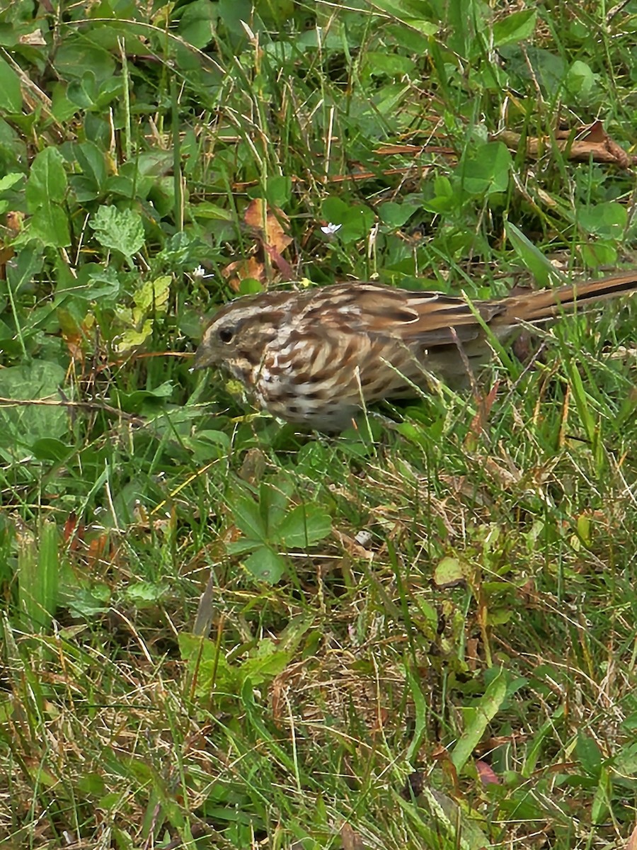 Song Sparrow - ML624174030