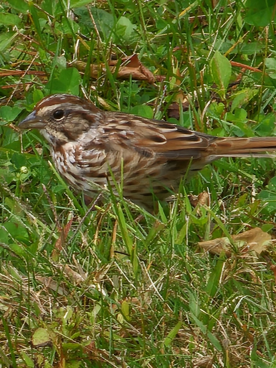 Song Sparrow - ML624174031