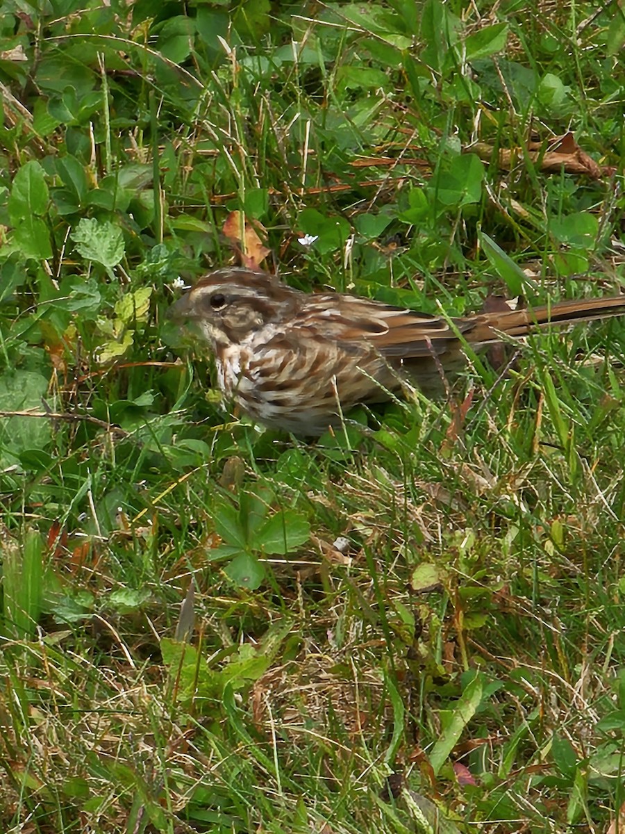 Song Sparrow - ML624174032