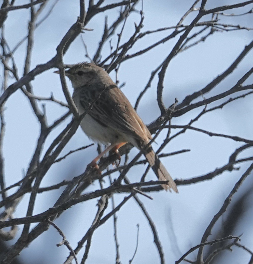 Rufous Songlark - Snotty Foster