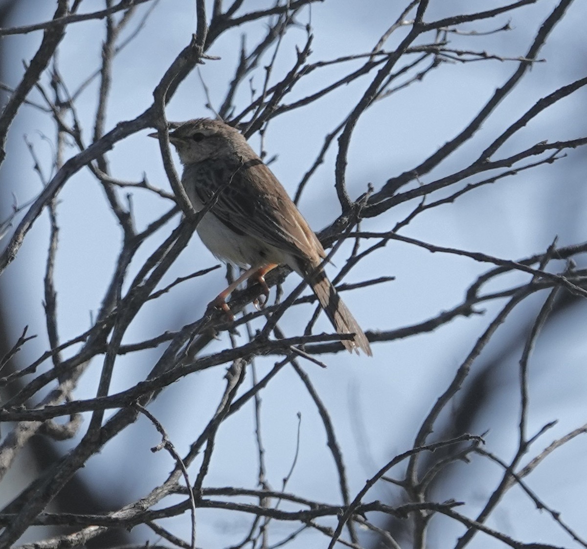 Rufous Songlark - ML624174052