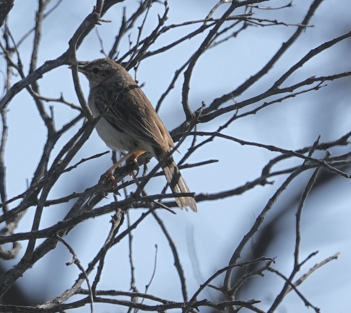 Rufous Songlark - Snotty Foster