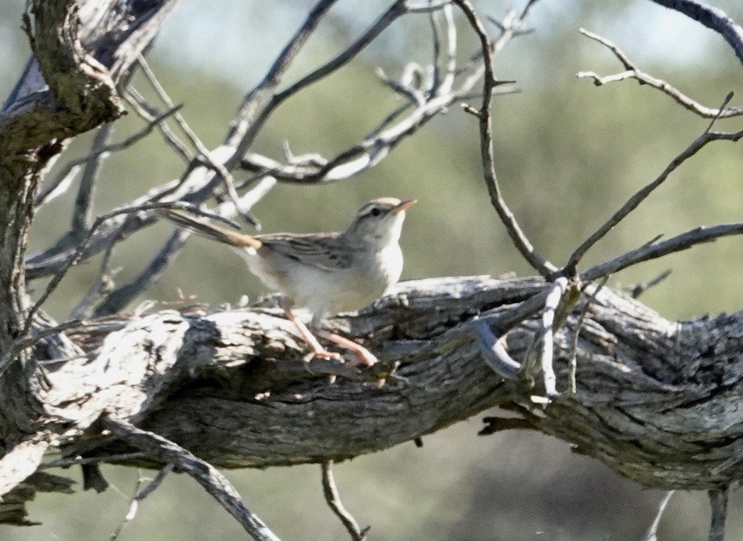 Rufous Songlark - ML624174073