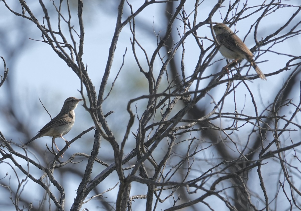 Rufous Songlark - ML624174086