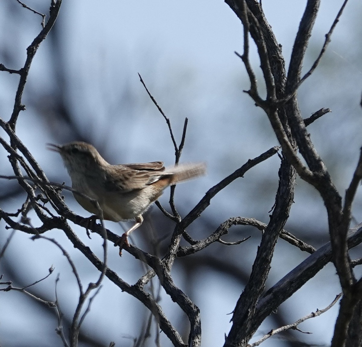 Rufous Songlark - ML624174112