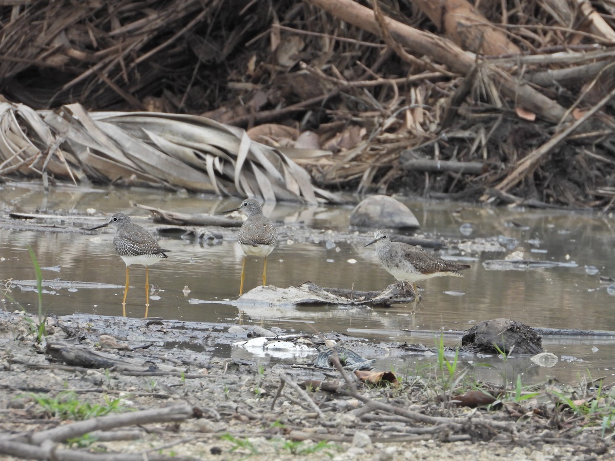 Lesser Yellowlegs - ML624174156