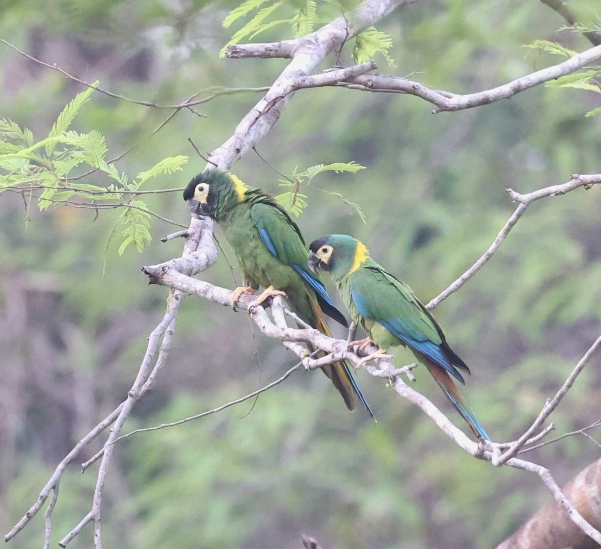 Yellow-collared Macaw - ML624174192