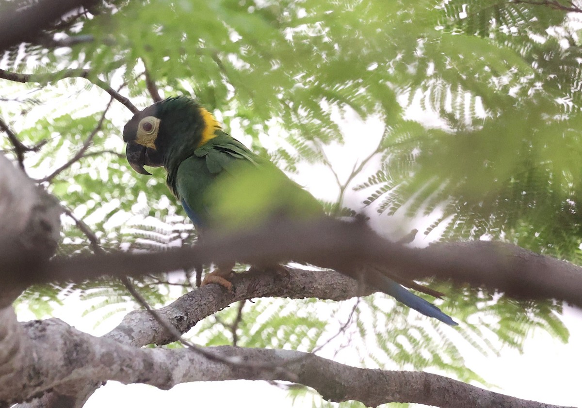 Yellow-collared Macaw - ML624174193