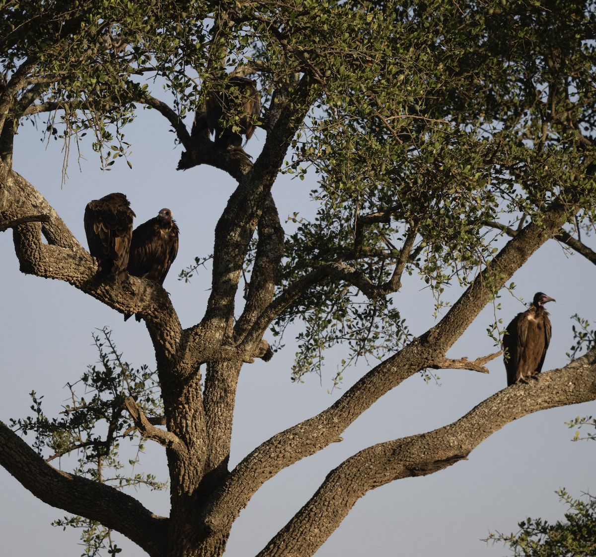 Hooded Vulture - ML624174205