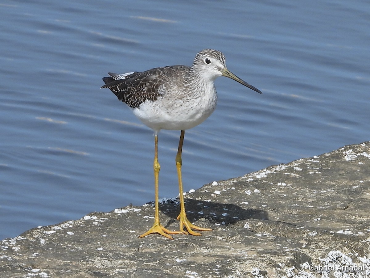 Greater Yellowlegs - ML624174216