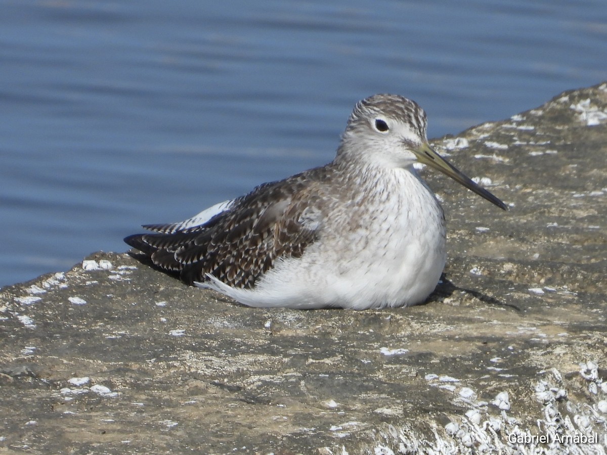 Greater Yellowlegs - ML624174217