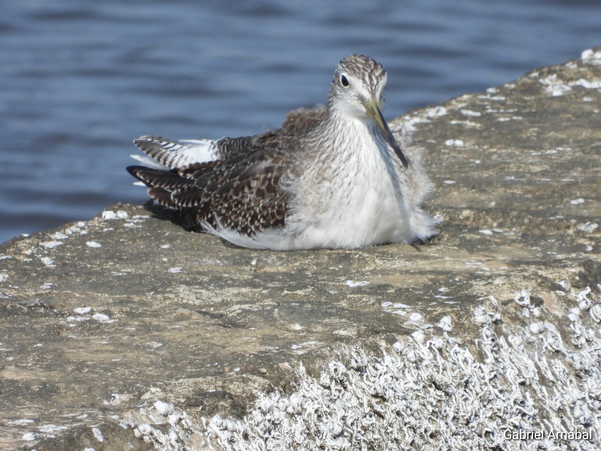 Greater Yellowlegs - ML624174218