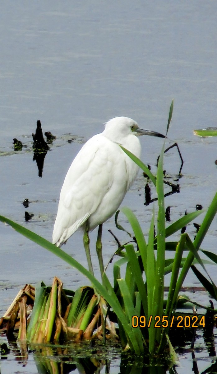 Little Blue Heron - ML624174225