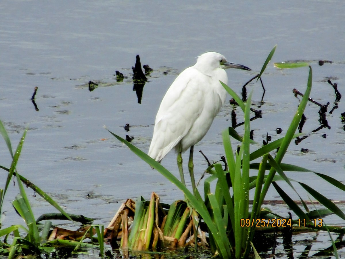 Little Blue Heron - ML624174226