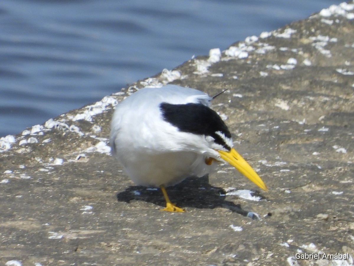 Yellow-billed Tern - ML624174234