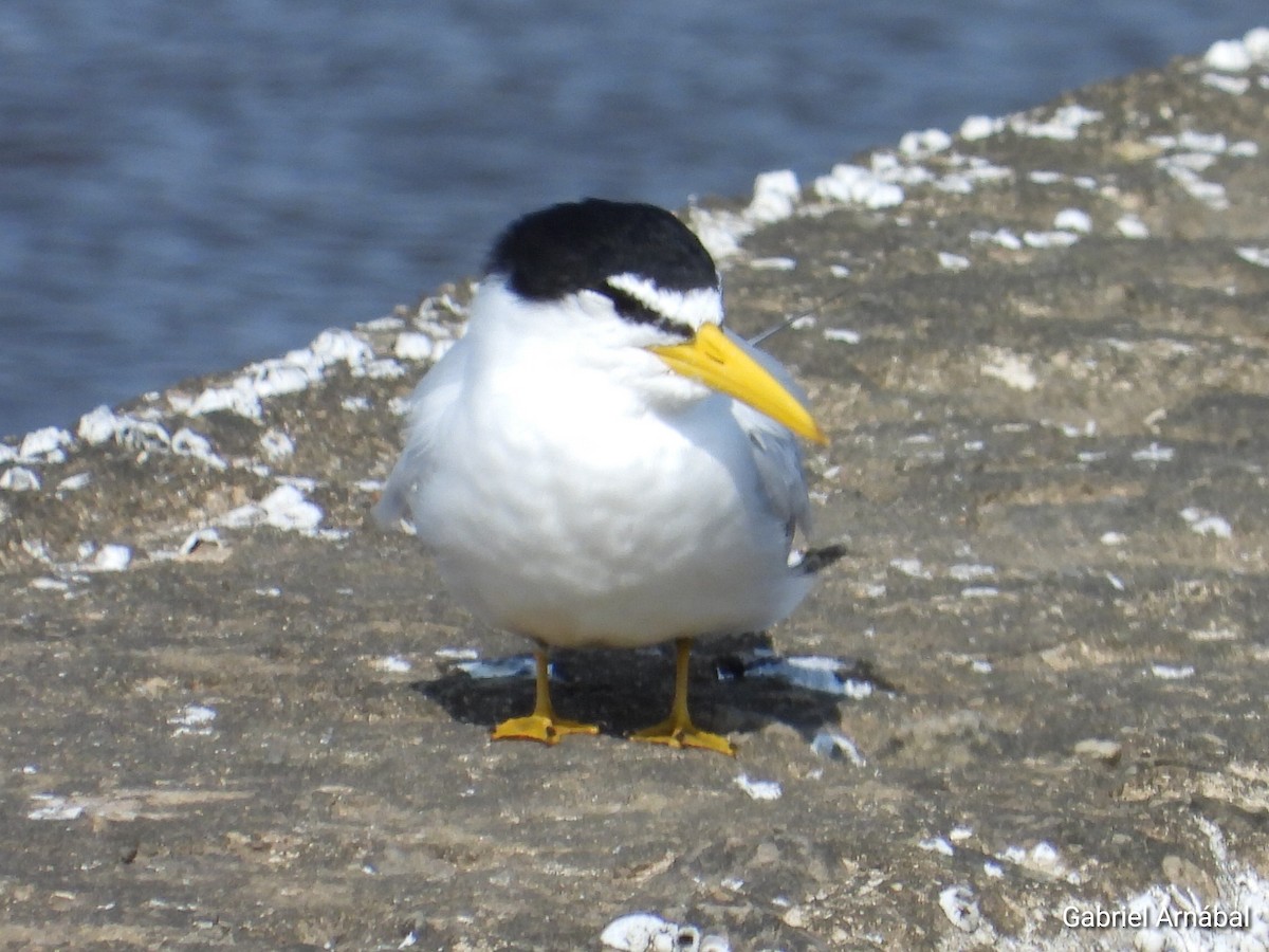 Yellow-billed Tern - ML624174235