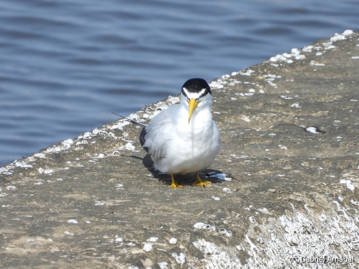 Yellow-billed Tern - ML624174236