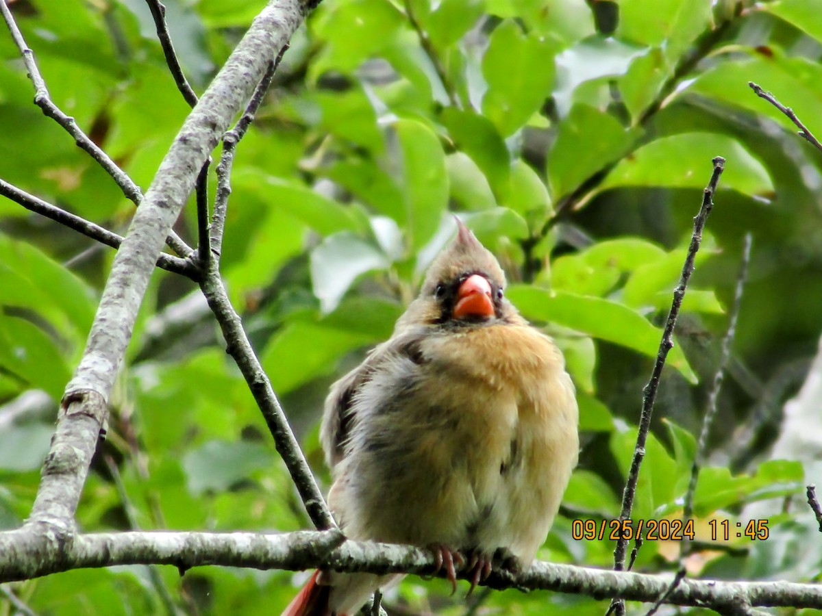 Northern Cardinal - Joao Faustino