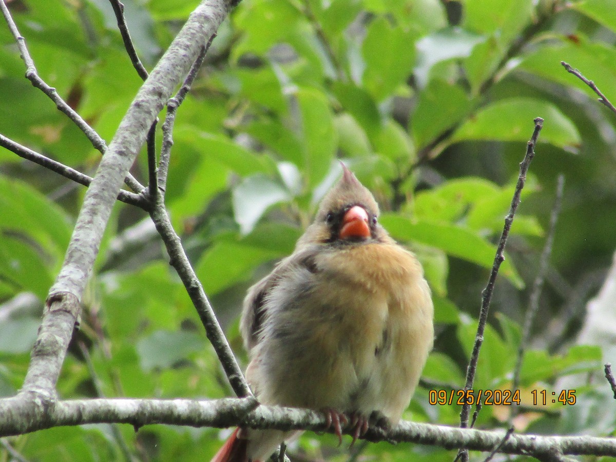 Northern Cardinal - ML624174243