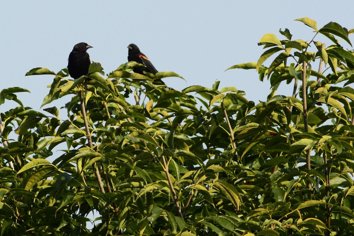 Red-winged Blackbird - ML624174254