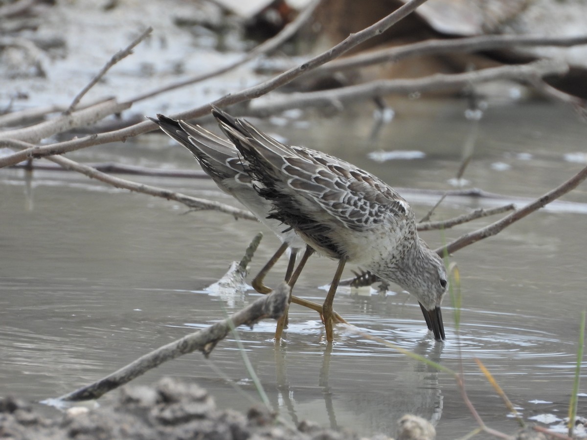 Stilt Sandpiper - ML624174256