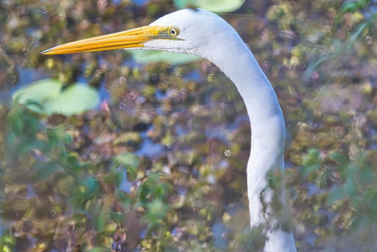 Great Egret (modesta) - ML624174268