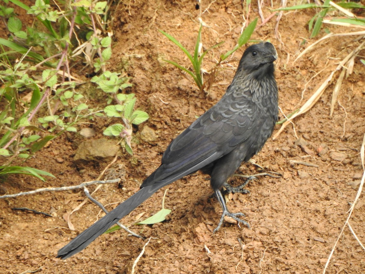 Smooth-billed Ani - ML624174291