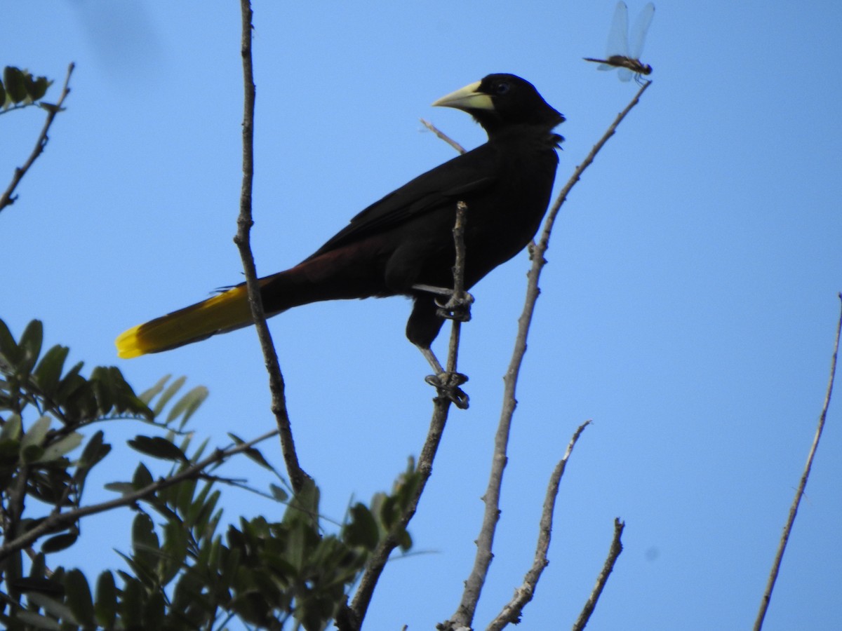 Crested Oropendola - ML624174309