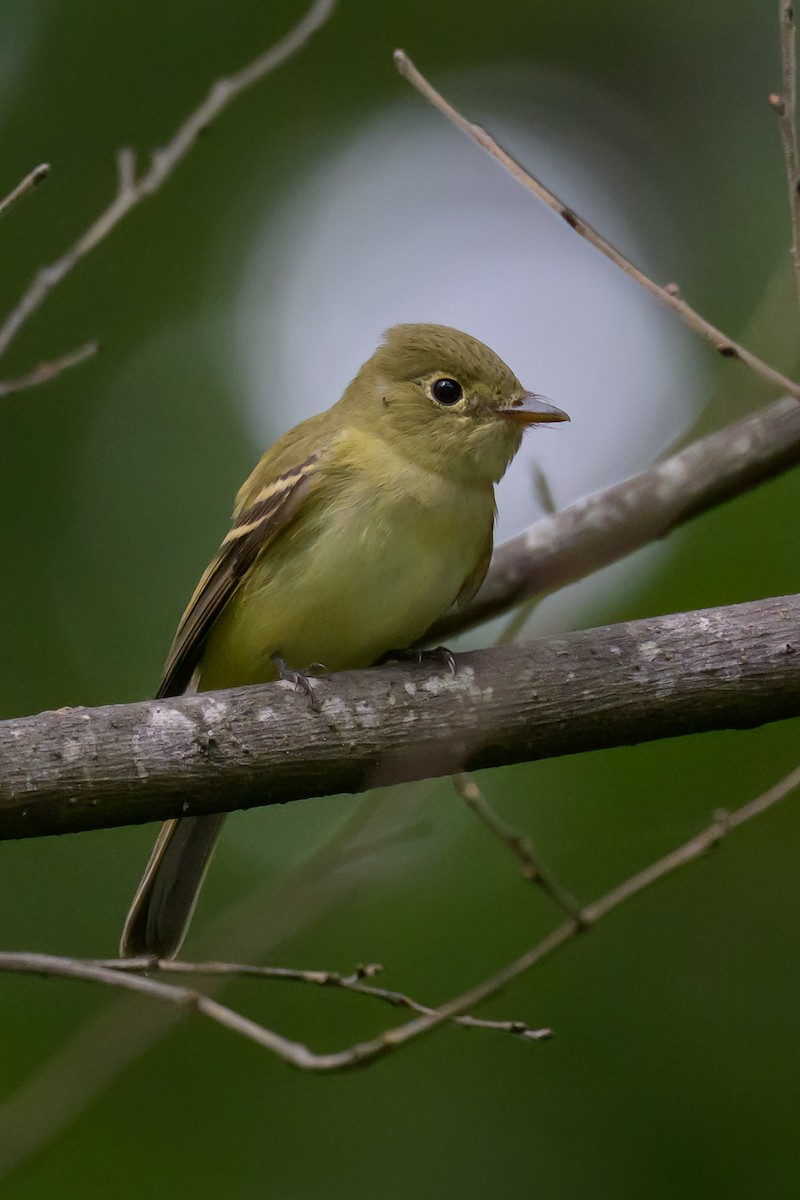 Acadian Flycatcher - ML624174320