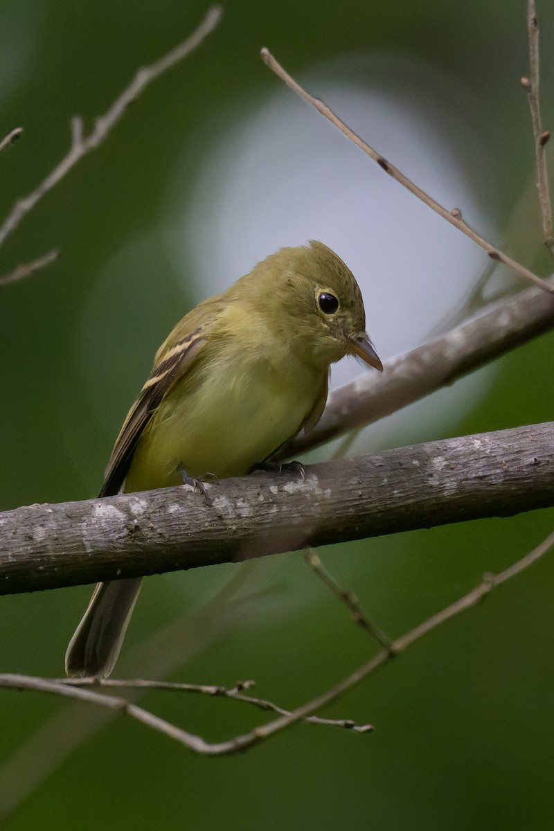 Acadian Flycatcher - ML624174321