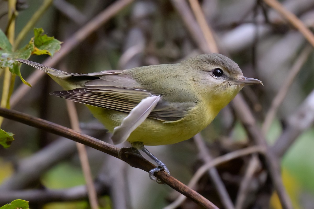 Philadelphia Vireo - ML624174339