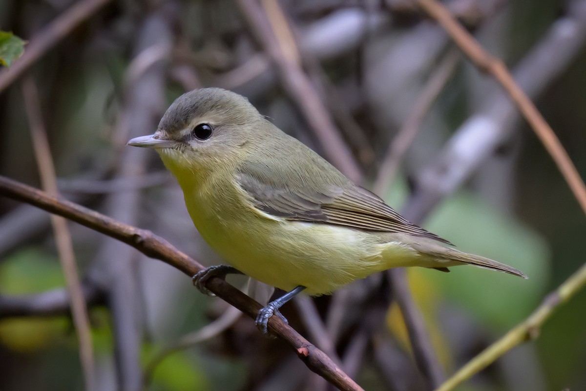 Philadelphia Vireo - ML624174340