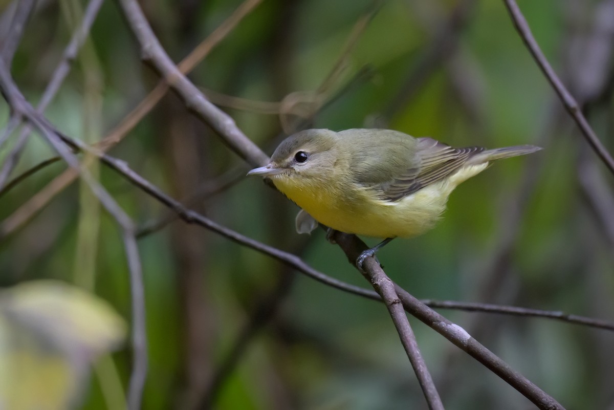 Philadelphia Vireo - ML624174341