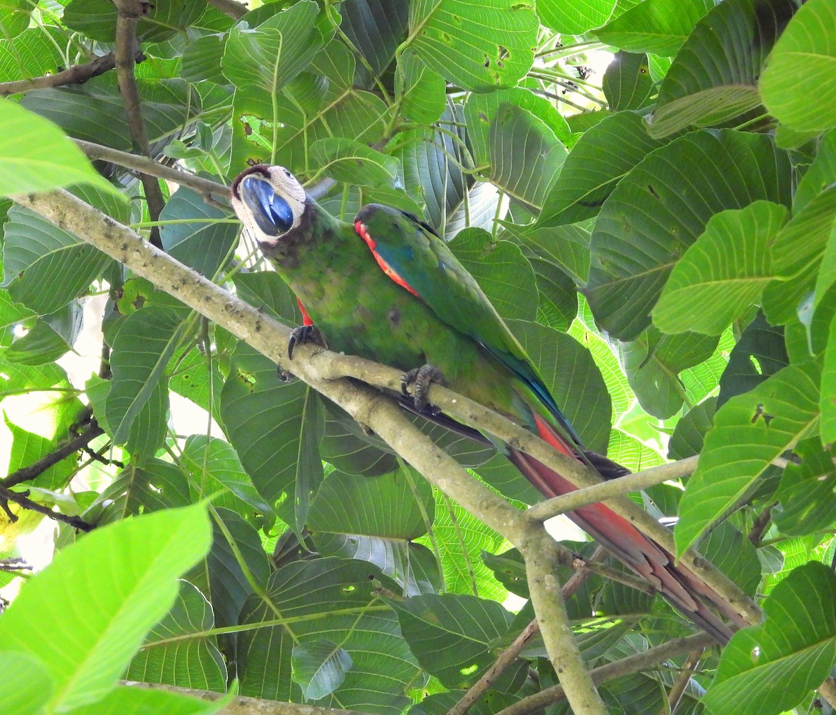 Chestnut-fronted Macaw - Manuel Pérez R.